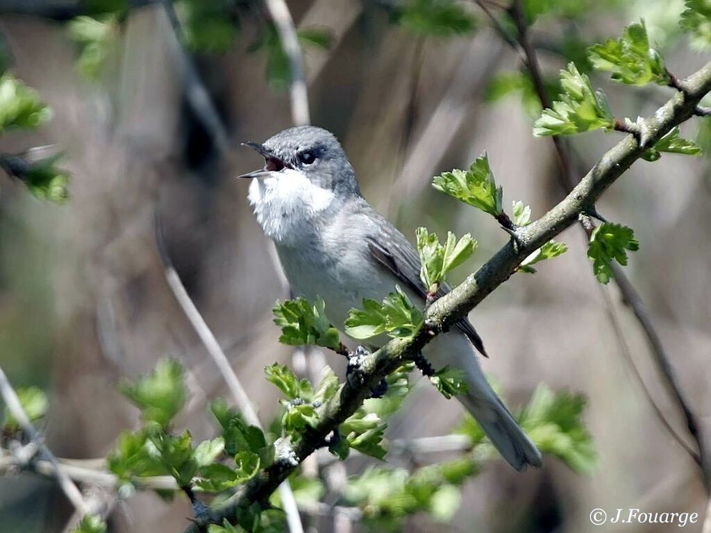 Lesser Whitethroat male adult