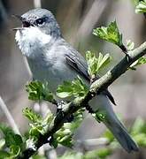 Lesser Whitethroat