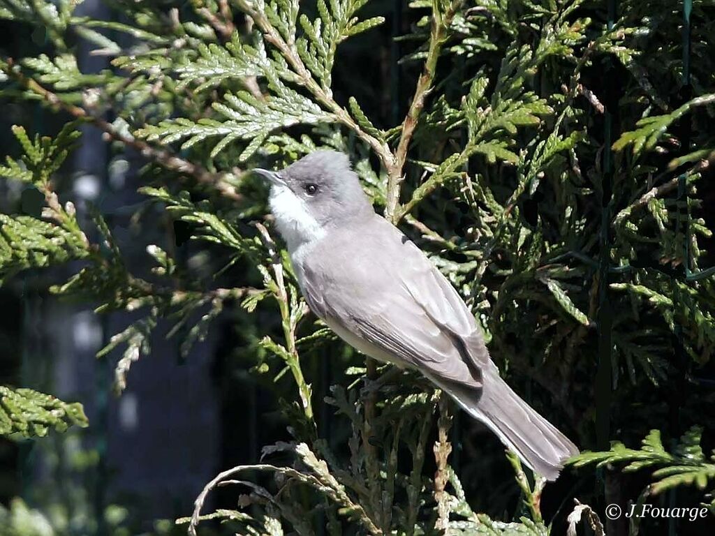 Lesser Whitethroat male adult