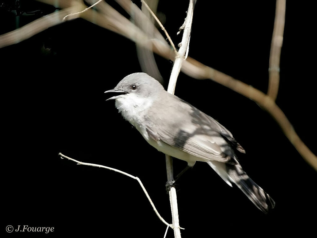 Lesser Whitethroat male adult