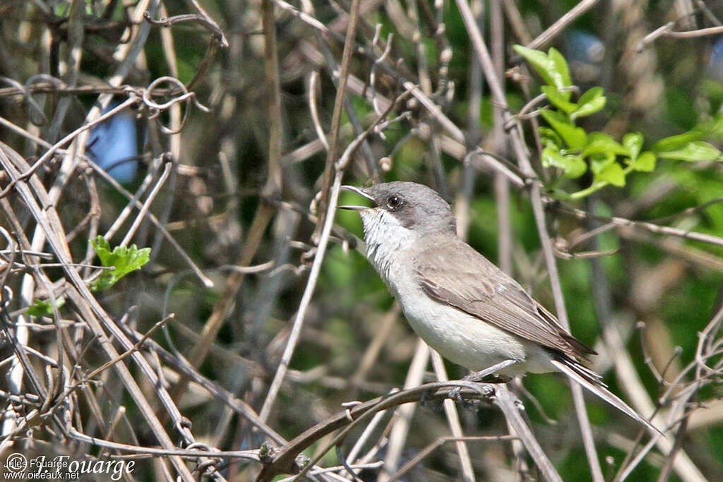 Lesser Whitethroat male adult breeding, song