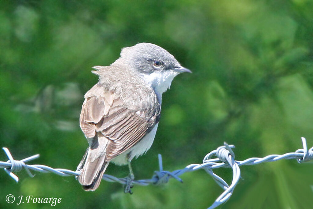 Lesser Whitethroat male adult, identification