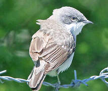 Lesser Whitethroat