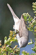 Lesser Whitethroat