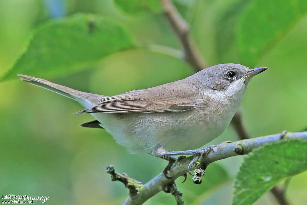 Fauvette babillarde1ère année, identification