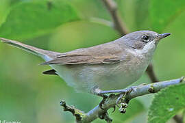 Lesser Whitethroat