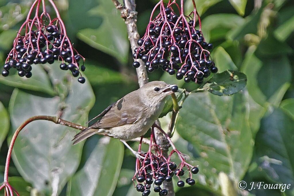 Garden Warbler