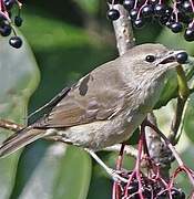 Garden Warbler