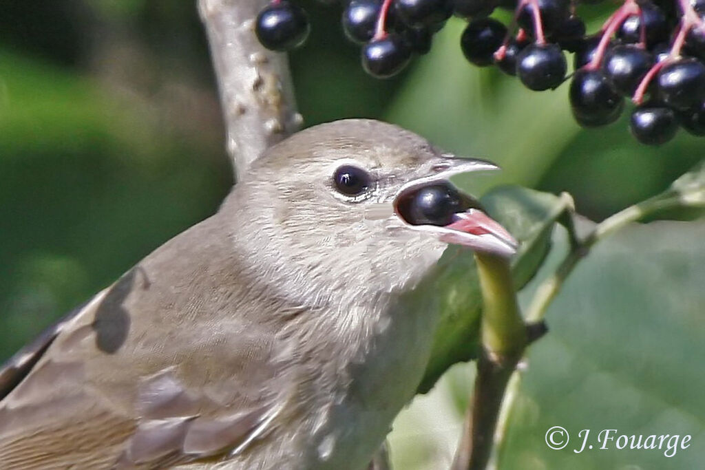 Garden Warbler