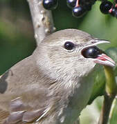 Garden Warbler