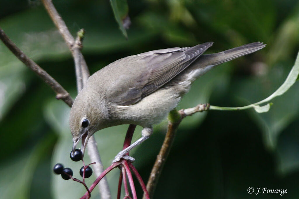 Garden Warbler