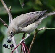 Garden Warbler