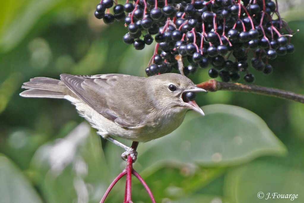 Garden Warbler