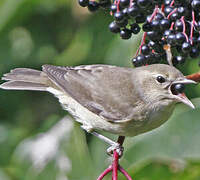 Garden Warbler