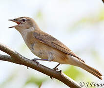 Garden Warbler