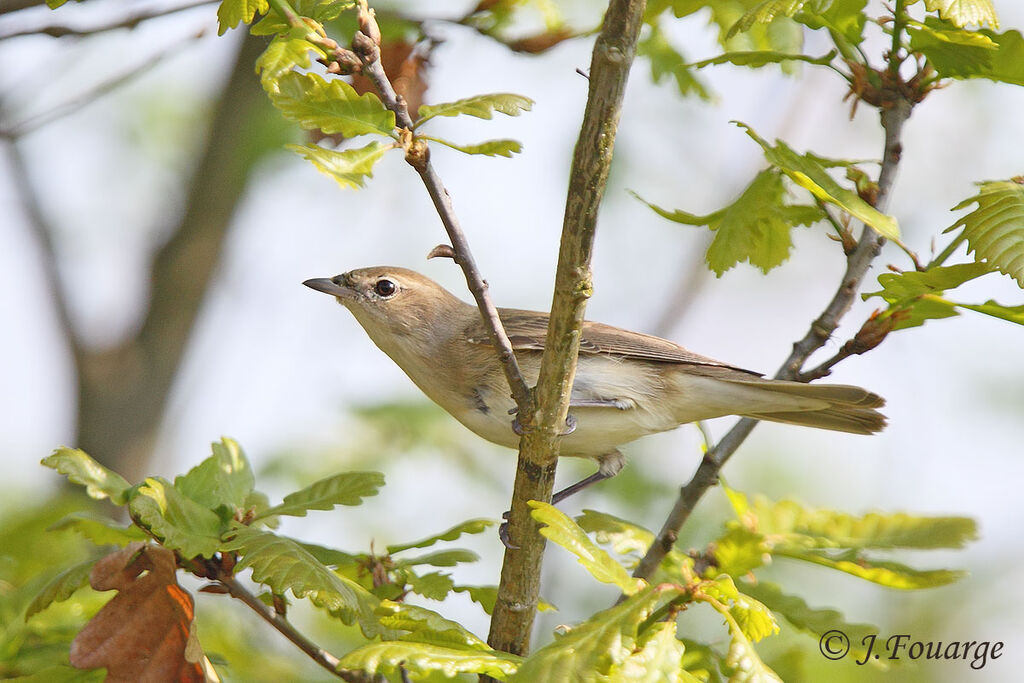 Garden Warbler male adult