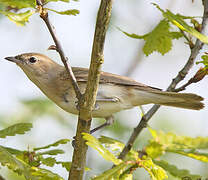 Garden Warbler