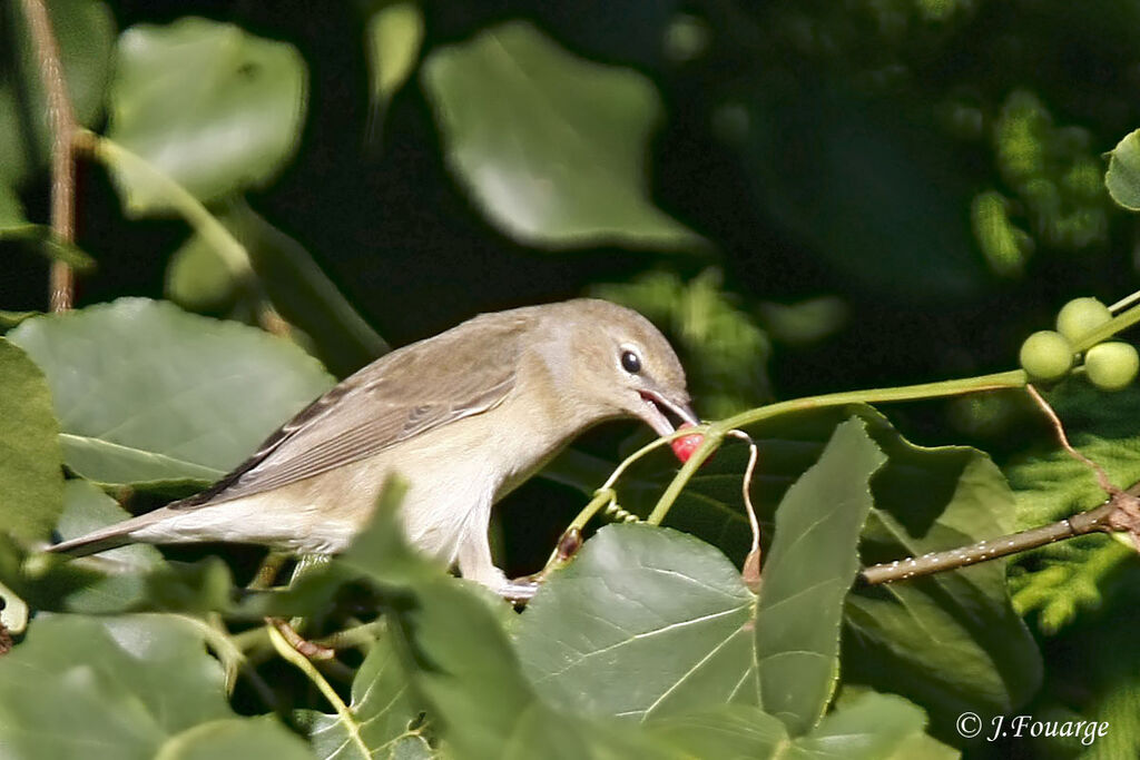 Garden Warbler, Behaviour