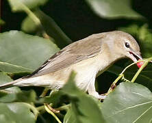 Garden Warbler