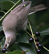 Garden Warbler