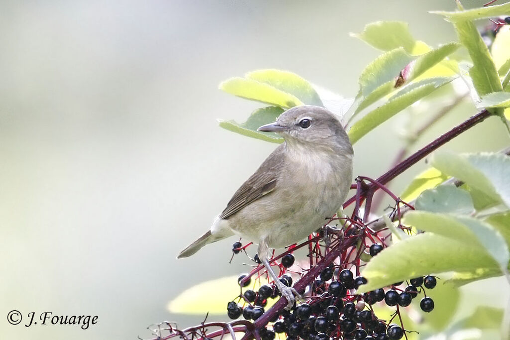 Garden Warbler