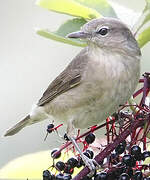 Garden Warbler