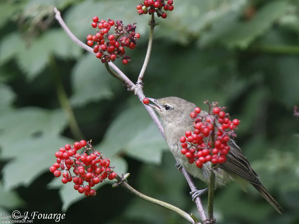 Garden Warbler, feeding habits