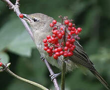 Garden Warbler