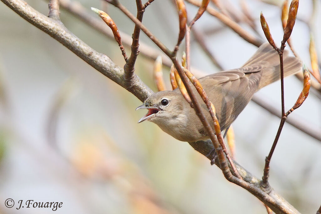 Garden Warbler male adult