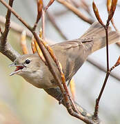 Garden Warbler