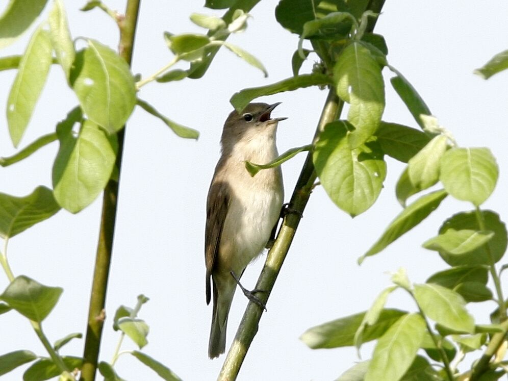 Garden Warbler male adult