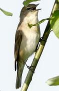 Garden Warbler