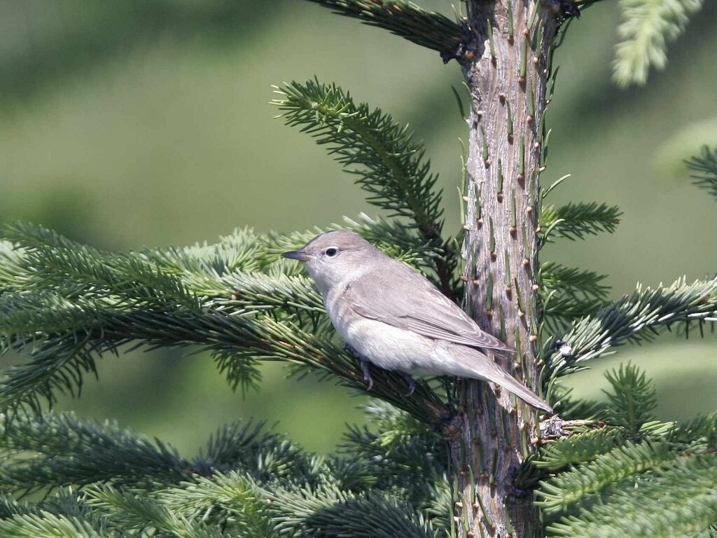 Garden Warbler