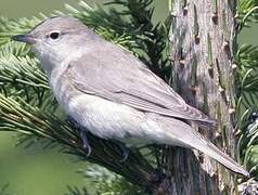 Garden Warbler