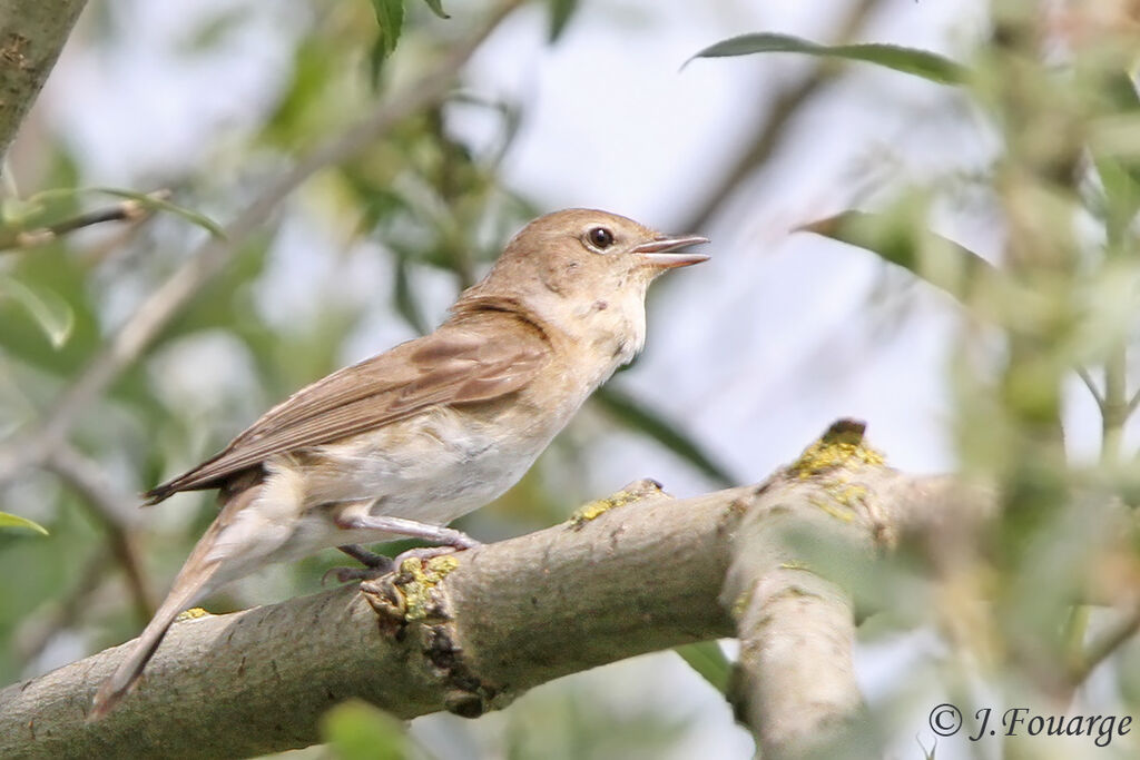 Garden Warbler male adult, identification, song