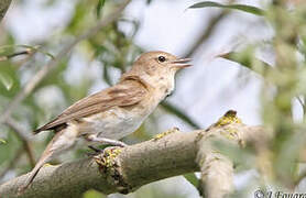 Garden Warbler