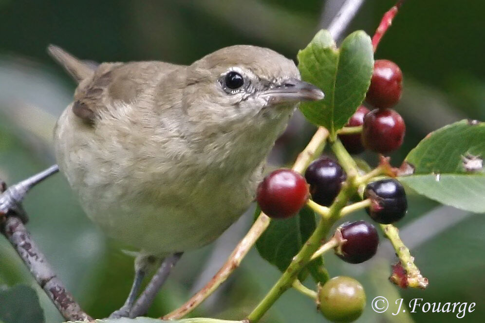 Garden Warbler