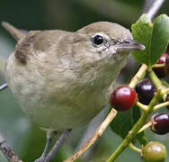 Garden Warbler