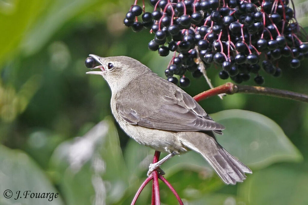 Garden Warbler