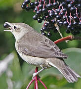 Garden Warbler