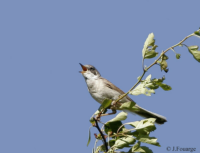 Common Whitethroat