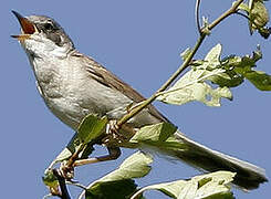 Common Whitethroat