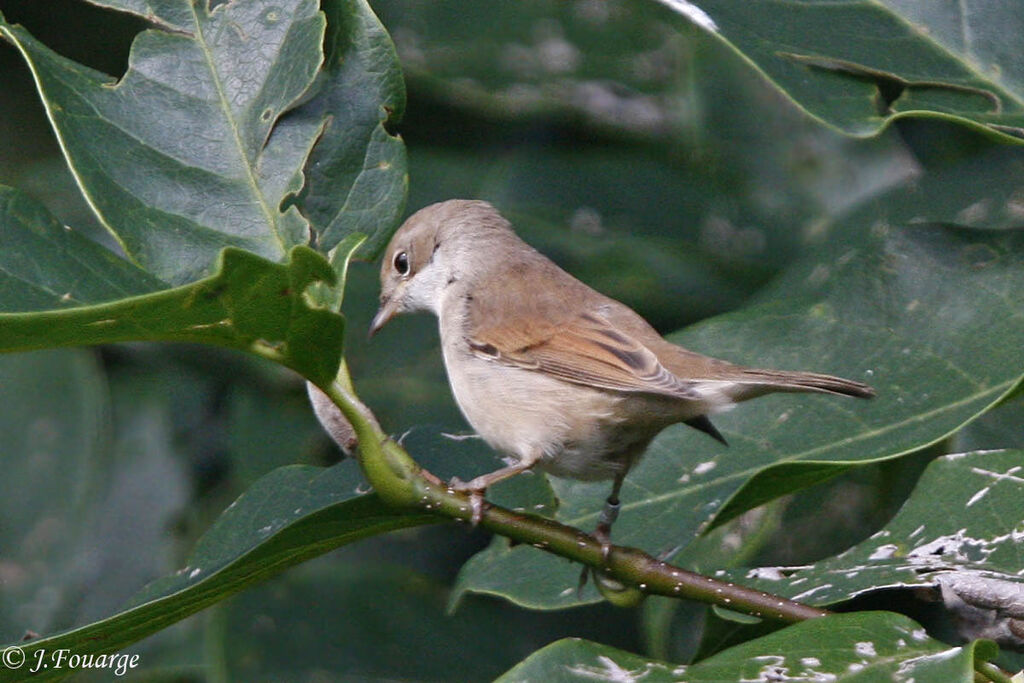 Common Whitethroatjuvenile