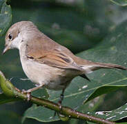 Common Whitethroat