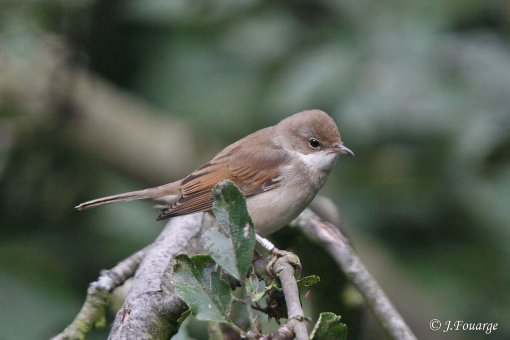 Common Whitethroatjuvenile