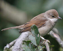 Common Whitethroat