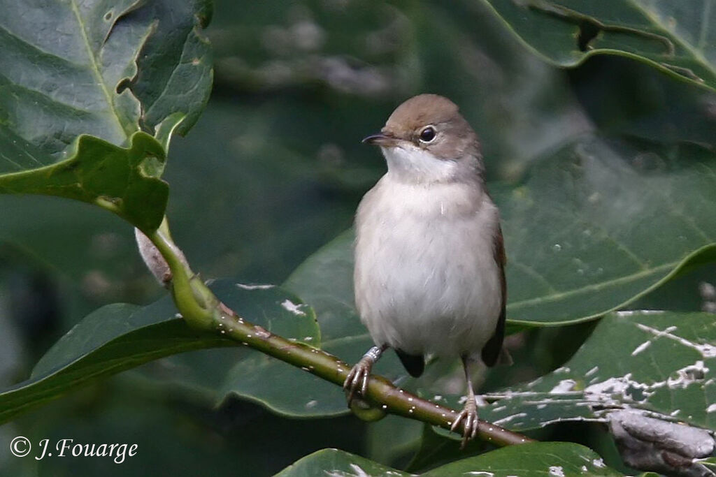 Common Whitethroatjuvenile