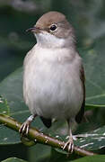 Common Whitethroat