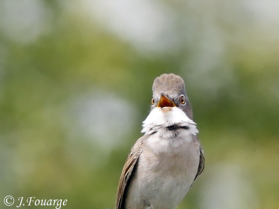 Fauvette grisette mâle adulte, identification, chant