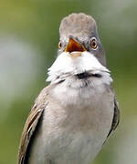 Common Whitethroat